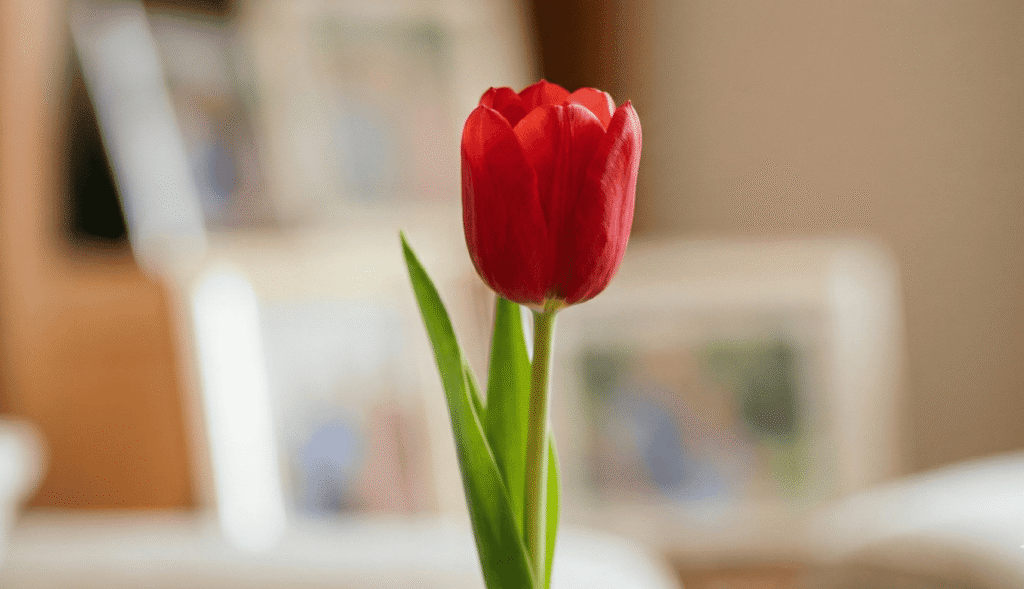 Un tulipán rojo en primer plano sobre un fondo cálido y desenfocado, símbolo del Día Mundial del Parkinson.